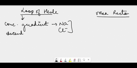 why-are-the-loop-of-henle-and-vasa-recta-important-for-the-formation-of-concentrated-urine-59484