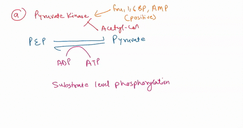 6-a-mutation-in-pyruvate-kinase-causes-the-loss-of-the-allosteric-site-for-atp-explain-which-of-the-following-mutations-would-result-in-the-opposite-effect-on-the-rate-of-glycolysis-in-liver-10762