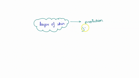 chapter-4-_-the-integumentary-system-p_86-100-describe-and-explain-the-structures-and-functions-of-the-layers-of-the-skin-what-is-the-function-of-the-integumentary-system-look-at-the-lecture-85285