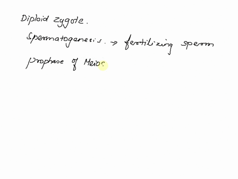 why-are-the-diploid-zygotes-produced-after-fertilization-of-sperm-cells-produced-by-spermatogenesis-18521