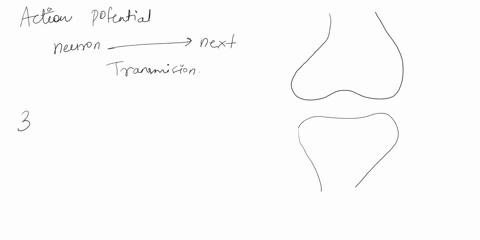 place-the-events-in-the-transmission-of-an-action-potential-in-the-correct-order-1-an-action-potential-begins-in-the-receiving-neuron-2-neurotransmitters-are-released-into-the-synaptic-cleft-41062
