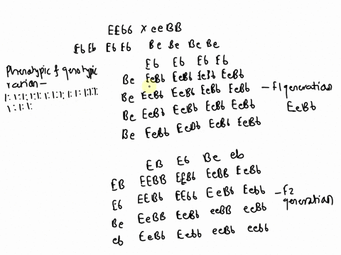 problem-2-in-rabbits-straight-ctr-l-ts-dominant-t0-hoppy-4r-and-black-fur-b-is-dominant-to-brown-fur-arbhit-that-is-homozygous-for-strught-er-and-brown-fur-eebb-mted-to-rbbit-that-i5-honoxyg-91424