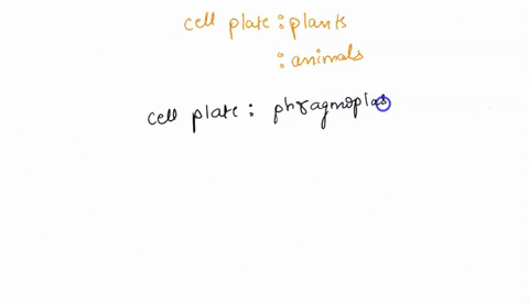 cell-plate-plants-_________-animals-95353