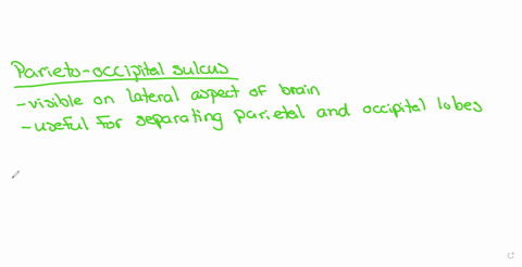 the-preoccipital-notch-central-sulcus-calcarine-sulcus-parieto-occipital-sulcus-longitudinal-fissure-cingulate-sulcus-is-a-feature-visible-on-the-lateral-aspect-of-the-brain-that-is-useful-f-50528