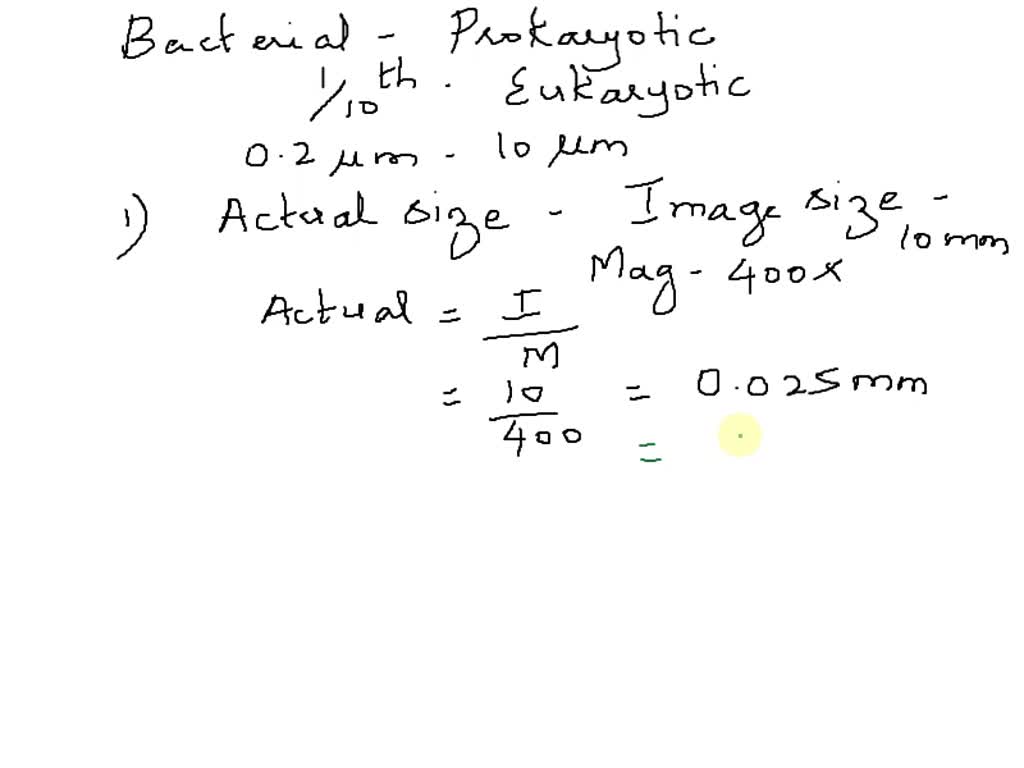 solved-the-bacteria-you-see-here-is-magnified-with-the-determine-the-size-of-one-cell-loox