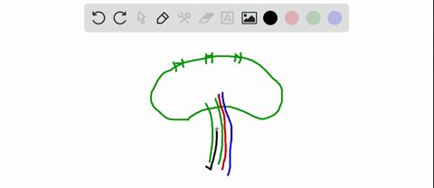 blood-vessels-and-nerves-enter-and-exit-a-lymph-node-at-the_____of-the-node-60098