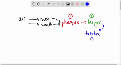 which-sequence-most-accurately-describes-the-sequence-of-airflow-in-the-human-respiratory-system-1-2-99962