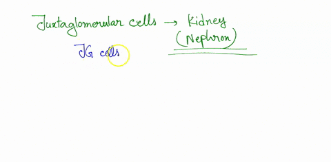 which-important-product-is-produced-by-the-juxtaglomerular-cells-angiotensinogen-renin-angiotensin-angiotensin-ii-aldosterone-20593