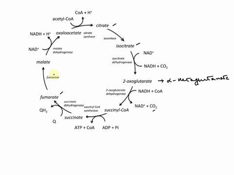 describe-the-enzymatic-and-chemica-reactions-that-occur-at-each-of-the-eight-steps-ofthe-citric-describe-the-substrate-level-phosphorylation-reaction-that-takes-place-the-citric-acid-cycle-a-71902