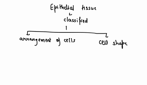 epithelial-tissues-concept-map-using-no-more-than-12-propositions-create-a-concept-map-to-name-classify-and-describe-the-major-types-of-epithelia-homework-4-concept-mapepithelial-tissues-con-73726