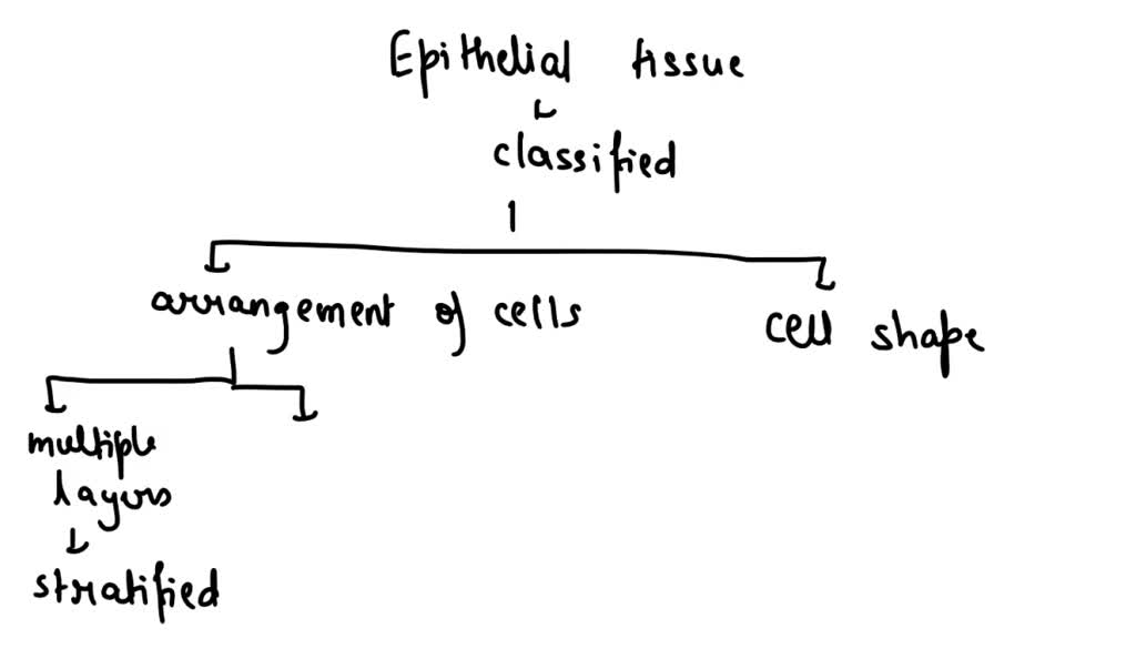 Solved Concept Map Epithelial Tissues Arrangement Of The Cells Appears Boxlike In Columnar