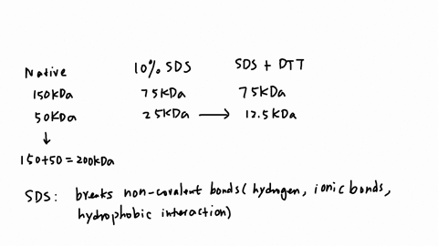 question-19-describe-sample-4-determine-the-weight-of-the-monomer-the-complex-its-polymeric-state-and-whether-or-not-it-contains-disulfides-type-your-text-here-no-sds-native-page-10-sds-10-s-82729