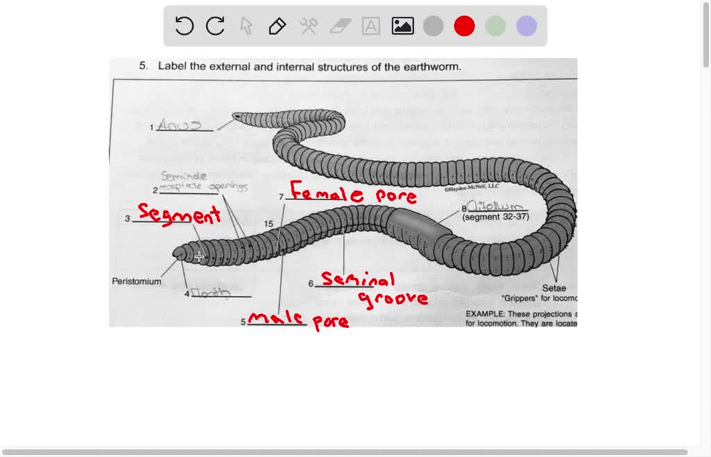 SOLVED: Label the external and internal structures of the earthworm. 493  Segment Cephalic 35 Iolic (segment 32-37) Peristomium Setae Grippers for  locomotion. EXAMPLE: These projections for locomotion. They are located.