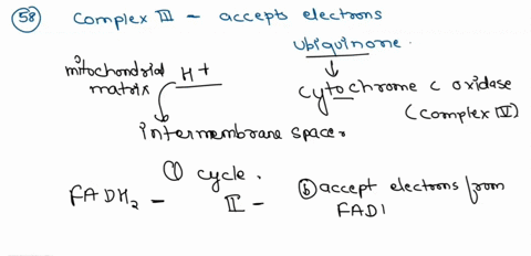58-which-of-the-following-does-complex-iii-of-the-electron-transport-chain-not-do-pump-h-accept-electrons-from-fadh-the-q-cycle-pass-electrons-on-to-cytochrome-59-the-total-number-of-atps-pr-43284