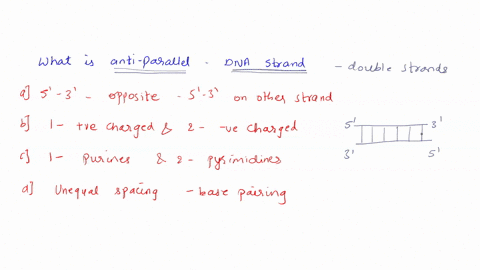 3-what-is-meant-by-the-description-antiparallel-regarding-the-strands-that-make-up-dna-a-the-5-to-3-direction-of-one-strand-runs-opposite-to-the-5-t0-3-direction-of-the-other-strand-8-one-st-06125