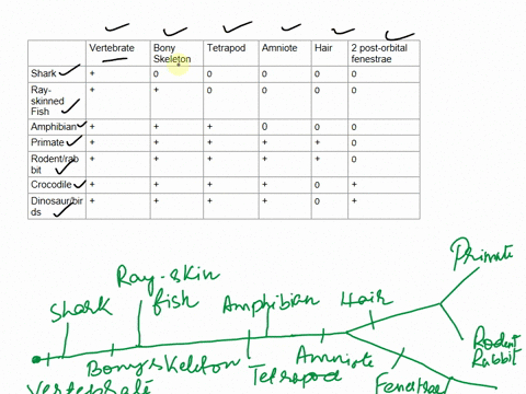 did-i-draw-it-right-given-the-following-character-matrix-try-to-construct-a-phylogenetic-tree-showing-the-relationship-among-these-taxa-1-bmbs-post-orbilal-vertebrde-ske-eton-amniotict-for-a-33043