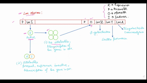 mutations-in-any-of-the-genes-involved-in-lac-operon-will-lead-to-loss-of-functionality-what-happens-if-the-laci-gene-is-mutated-and-always-off-a-the-lacy-gene-will-not-be-transcribed-and-tr-95029