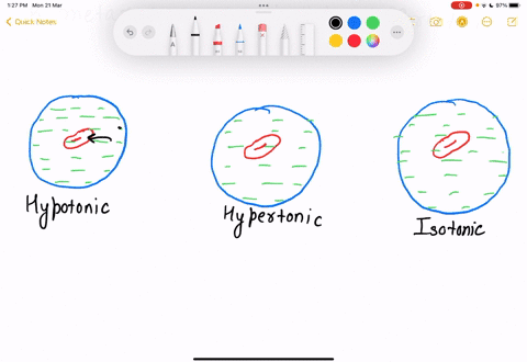 red-blood-cell-when-placed-in-hypotonic-solution-hypertonic-solution-and-describe-and-draw-what-happens-an-isotonic-solution-hyperton-solution-isotanic-spluytion-hypolonic-soluton-88998