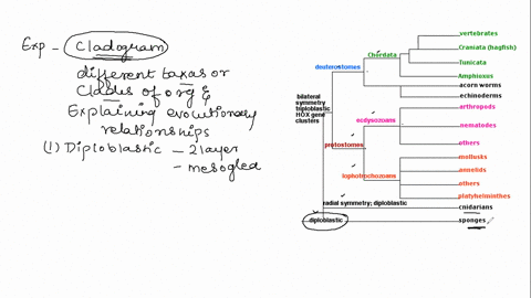 what-is-the-cladogram-for-phyla-porifera-cnidaria-mollusca-annelids-nematodes-arthropods-echinoderms-and-chordates-what-are-the-clades-92986
