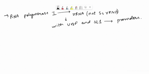 what-types-of-genes-are-transcribed-by-rna-polymerases-i-ii-and-iii-design-an-experiment-to-determin-82106