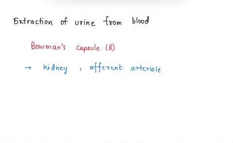 the-extraction-of-urine-from-blood-takes-place-through-a-glomerulus-b-bowmans-capsule-c-henle-loop-d-pelvis-84122