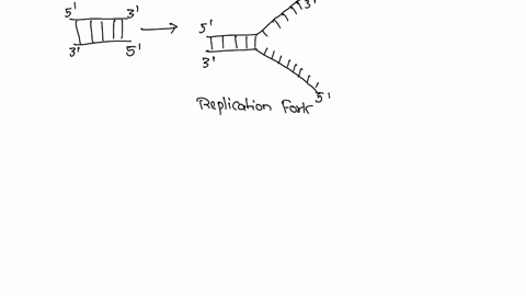 the-process-of-dna-replication-can-be-described-as-select-one-a-conservative-and-unilateral-b-semiconservative-and-unilateral-c-semiconservative-and-dispersive-d-semiconservative-and-bilater-61111