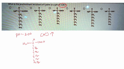 what-is-the-predominant-structure-of-lysine-at-a-ph-of-300-hnte-cook-ck-ch-kn-c-coo-cooh-e-coo-8-coo-question-7-wnat-is-the-predominant-structure-of-aspartic-acid-ata-ph-of-foo-fooh-fooh-foo-67193