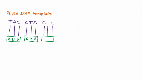 tac-cta-ctc-tag-tta-acc-aca-gtt-gcc-atc-transcribe-the-given-template-strand-of-dna-second-mrhabaeo-uuu-vuc-vua-uuc-ucu-ucc-uca-ucg-uau-uac-ugu-cye-ugc-u5e-weo-ta-ucc-tpm-g-cau-cgu-1-cac-ccc-56187