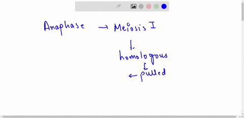 anaphase-for-meiosis-one-results-in-homologous-chromosome-become-arranged-on-the-metaphase-plate-sister-chromatids-aligning-at-the-metaphase-plate-sister-chromatids-being-pulled-apart-homolo-76363