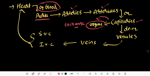 blood-vessels-that-carry-blood-away-from-the-heart-are-a-arteries-b-sinuses-c-veins-d-capillaries-e-65522