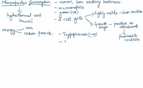 1-mariprofundus-ferrooxydans-is-a-recently-discovered-marine-iron-oxidizing-bacterium-m-ferrooxydans-is-a-microaerophilic-gram-negative-bacillus-this-bacterium-has-two-stages-in-its-cell-cyc-98394