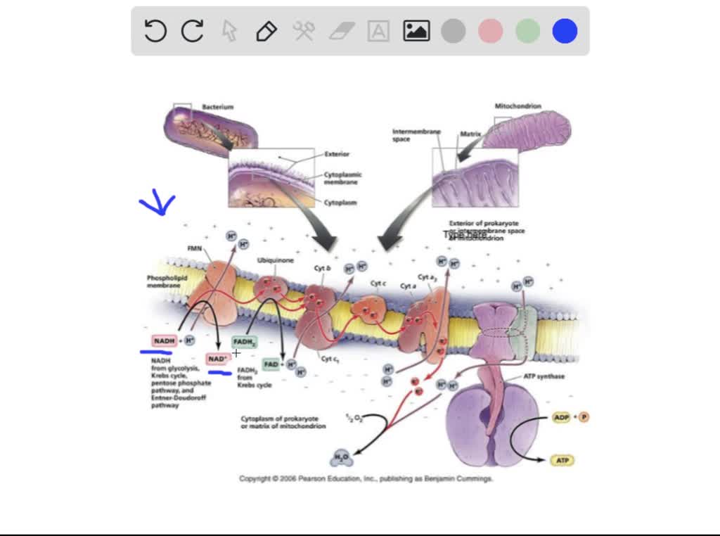 SOLVED 2. List the different types of electron carriers within the