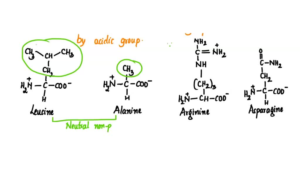 SOLVED Pant A Classify these amino acids as acidic basic, neutral polar neutral nonpolar Drag