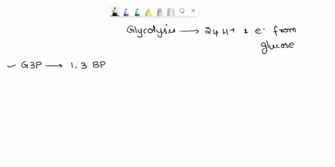 the-combined-actions-of-glycolysis-the-pyruvate-dehydrogenase-reaction-and-the-citric-acid-cycle-result-in-the-loss-of-24-protons-and-electrons-from-glucose-at-which-steps-are-electrons-tran-58304
