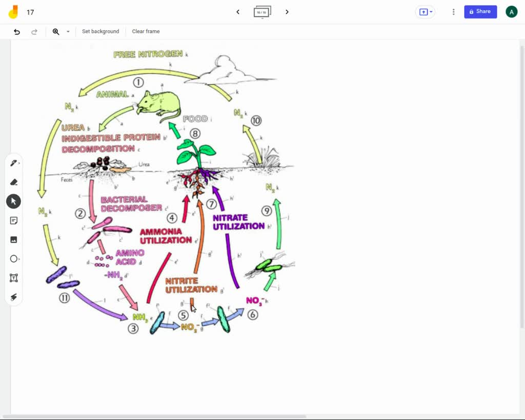 SOLVED Fungi, like bacteria, help to convert dead plants and animals