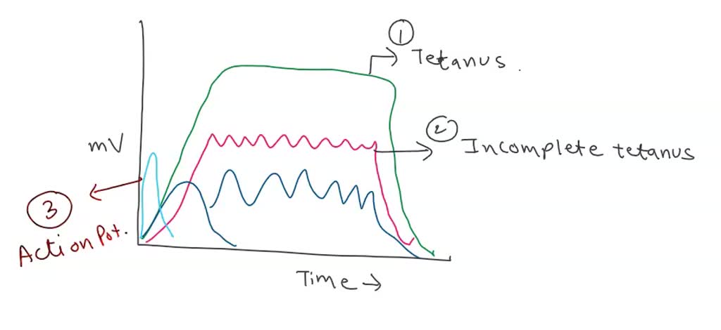 SOLVED: Identify the physiological features of muscle contraction by ...