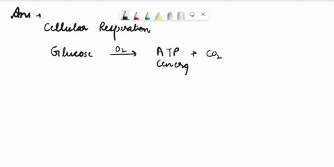 what-are-some-fun-and-interesting-facts-about-cellular-respiration-01829