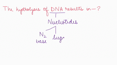 the-hydrolysis-of-dna-results-in-select-one-aamino-acids-b-monosaccharides-nucleotides-fatty-acids-69492