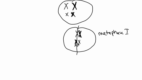 draw-diagram-of-how-chromosomes-behave-during-meiosis-in-the-cells-below-this-diploid-organism-has-two-chromosomes-chromosome-long-chromosome-the-short-chromosome-is-2-homologs-inherited-fro-61384