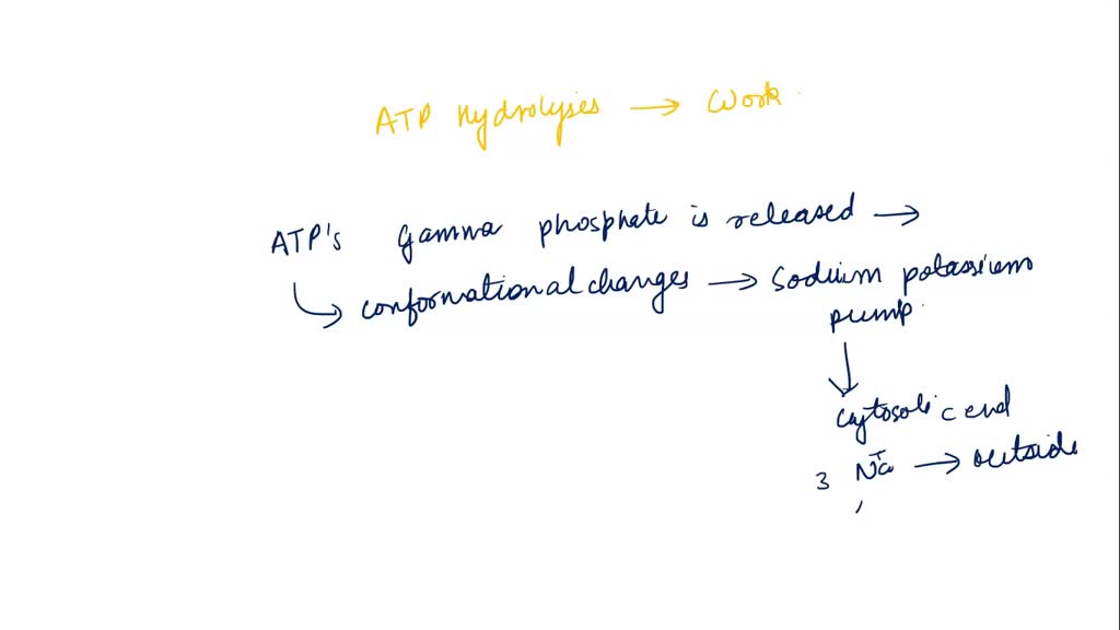 SOLVED 3) How does a cell use ATP hydrolysis to do three main kinds of work? (2 pts) 4) What