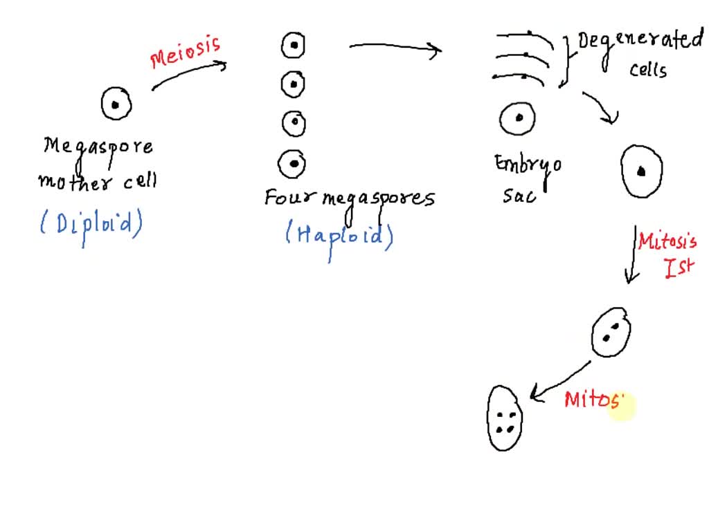 solved-explain-with-the-help-of-a-diagram-the-development-of-a-mature