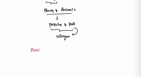 plants-and-animals-must-have-the-element-nitrogen-because-it-is-an-important-component-of-nucleic-acids-and-proteins-how-do-these-organisms-obtain-nitrogen-a-plants-and-animals-get-nitrogen-46486