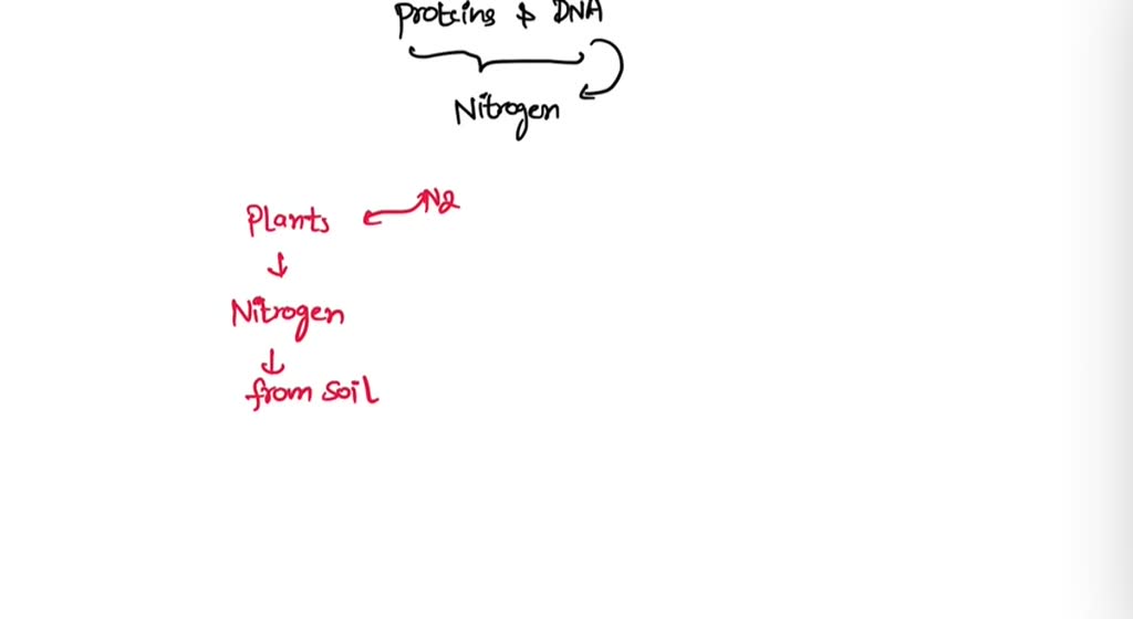 SOLVED Plants and animals must have the element nitrogen because it is