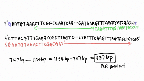 your-goal-is-to-amplify-by-pcr-the-following-sequence-5-gaatgtaaacttcggcgaatcag-gatgaagttcaaatcatcgacggc-1-the-first-and-last-nucleotides-bold-red-correspond-to-nucleotides-747-and-1134-and-84266