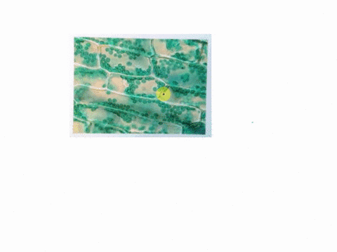 74071-6-1-3-identify-label-the-cell-membraue-uhuclcus-and-cytoplasm-plant-cell-below-also-iah-the-adklitiona-structute-presem-tbese-plant-cells-that-was-not-found-in-the-atmal-cells-above-la-58344