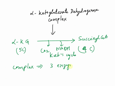 based-on-what-you-know-about-this-case-which-of-the-three-catalytic-subunits-of-the-ketoglutarate-dehydrogenase-complex-would-you-expect-to-demonstrate-decreased-activity-in-this-subject-el-46917