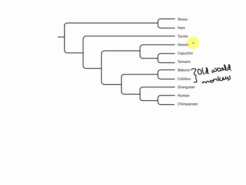 baboons-and-colobuses-are-old-world-monkeys-howlers-capuchins-and-tamarins-are-new-world-monkeys-please-click-the-node-that-represents-the-most-recent-common-ancestor-of-these-two-groups-shr-57465