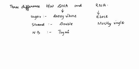 questions-what-are-three-differences-between-dna-and-rna-what-is-the-function-of-each-of-the-rnas-below-in-translation-mrna-trna-rrna-what-would-you-expect-to-happen-to-the-protein-sequence-38672