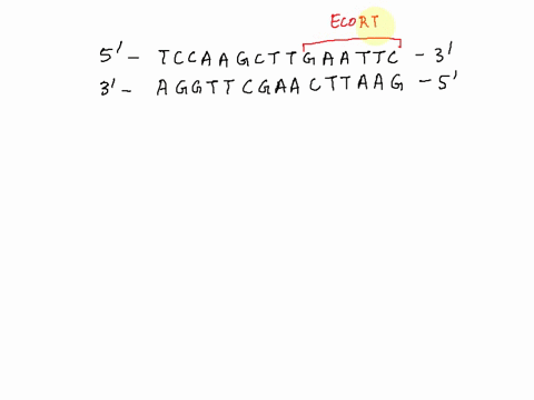 the-following-table-shows-where-different-restriction-enzymes-cleave-dna-the-abbreviation-rrepresents-the-purines-adenine-and-guanine-the-pyrimidines-cytosine-thymine-and-uracil-are-abbrevia-76759