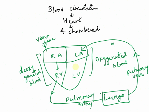 1a-drop-of-blood-is-traveling-from-the-inferior-vena-cava-into-the-right-atrium-draw-flow-chart-of-all-the-valves-chambers-vessels-and-organs-it-will-travel-through-until-it-gets-to-the-arch-80167